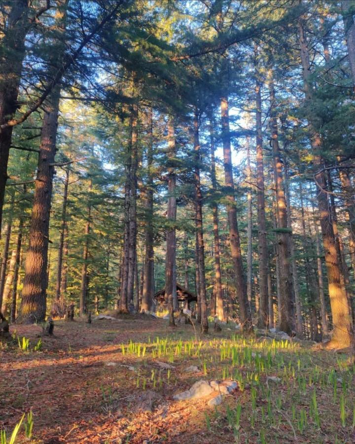 Deep In Woods Villa Jibhi Exteriör bild
